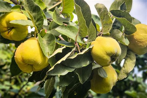 Coing Fruit Branche De - Photo gratuite sur Pixabay