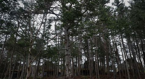 THE BEST Things To Do In Dildo Must See Attractions