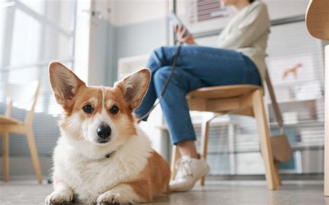 Veterinary Reception Week South Hyland Pet Hospital
