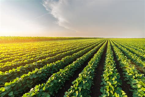 Agricultural Soy Plantation On Sunny Day Green Growing Soybeans Plant