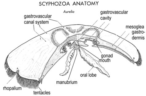 Biodiversity Lab Quiz 3 Flashcards Quizlet