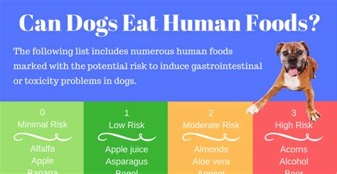 What Human Food Can Dogs Have