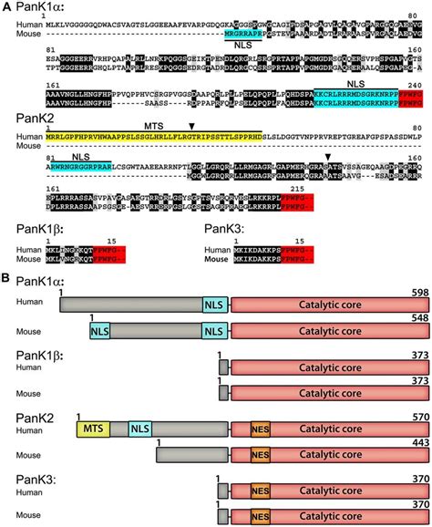 Alignment Of The Amino Terminal Sequences Of Human And Mouse Pank