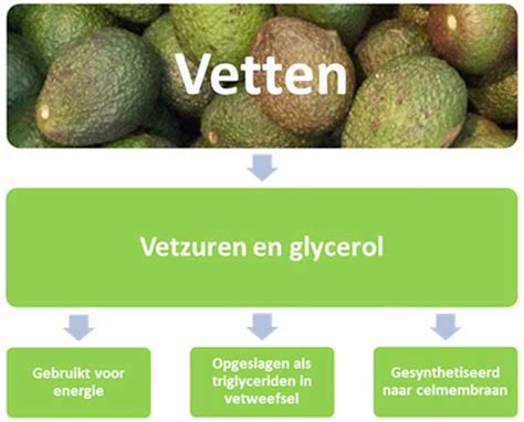 Artikel 1 Het Metabolisme Optrimize