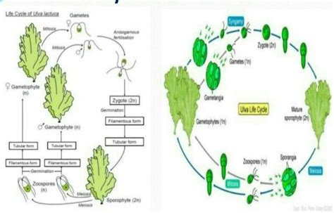 Describe Life Cycle Of Ulva With Graphical Representation Brainly In