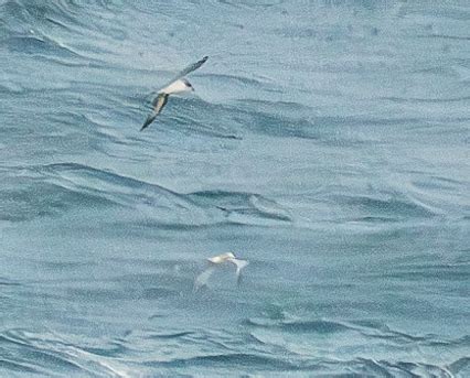 Rarity Finders Barau S Petrel In France Birdguides