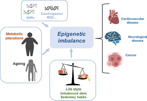 Metabolic And Epigenetic Imbalances Result In Disease There Are