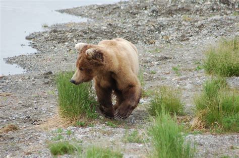 Katmai Bear Viewing And Fly In Day Tour Brooks Falls Katmai National Park