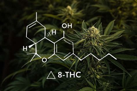 Delta 8 Thc Vs Thca Tetrahydrocannabinol