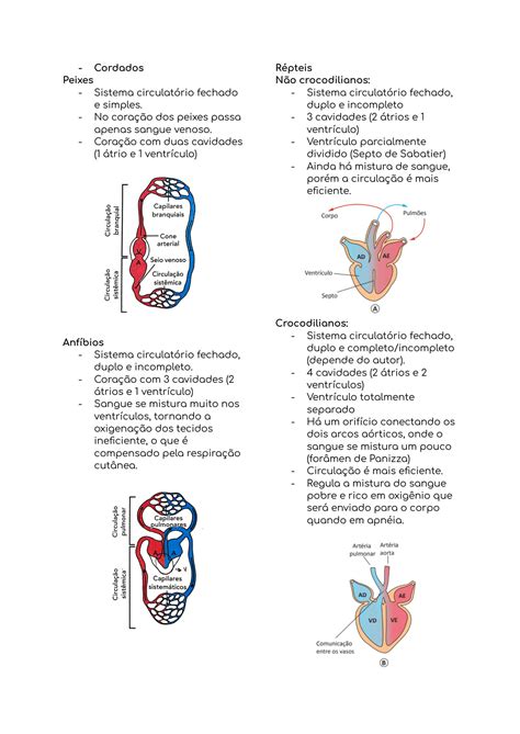 Solution Biologia Sistema Cardiovascular Studypool