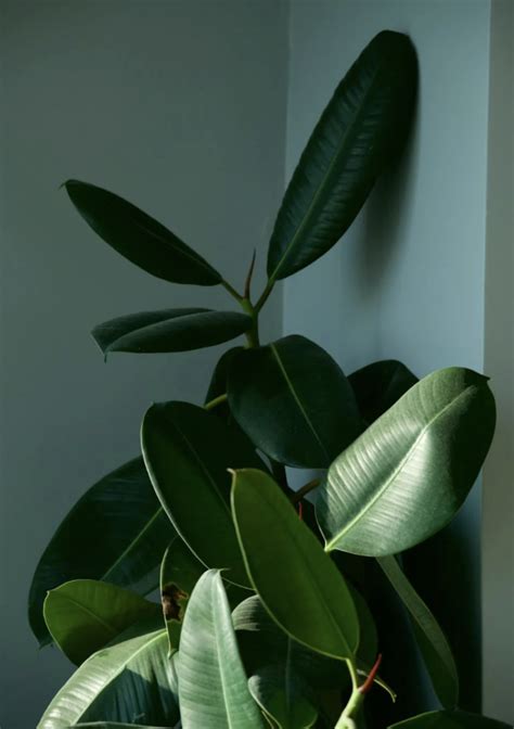 Rubberplant Ficus Stekken Tips En Stappenplan Stek Je Gek