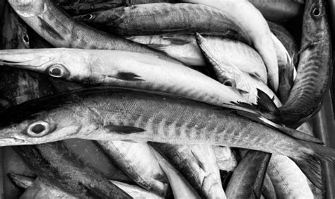 King Mackerel Stock Photos, Images and Backgrounds for Free Download