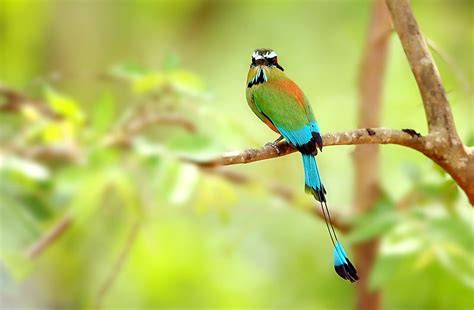 What Animals Live In Nicaragua? - WorldAtlas