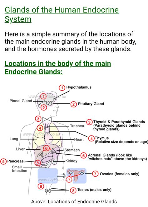 Notes Endocrine System Icse Class Biology Hot Sex Picture