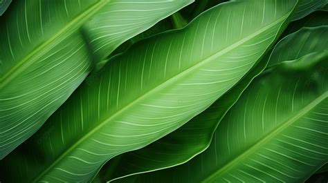 Light Green Banana Leaf Texture Background Macro Banana Leaf Fresh