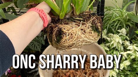 Repotting Oncidium Sharry Baby Orchid Care For Beginners Youtube