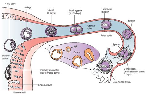 Early human development and implantation. Human Body Anatomy, Human Anatomy And Physiology ...