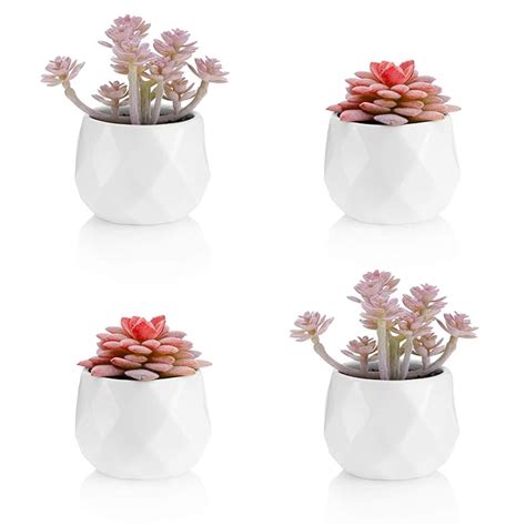 Top 10 Cute Office Plants For Desk - Home Previews