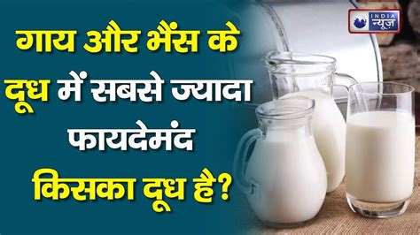 Cow Milk Vs Buffalo Milk गाय और भैंस में से किसका दूध शरीर के लिए सबसे ज्यादा फायदेमंद