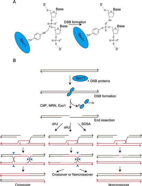 Figure 1 From Regulation Mechanisms Of Meiotic Recombination Revealed