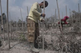 Tanaman Cabai Rusak Akibat Awan Panas Gunung Sinabung Datatempo