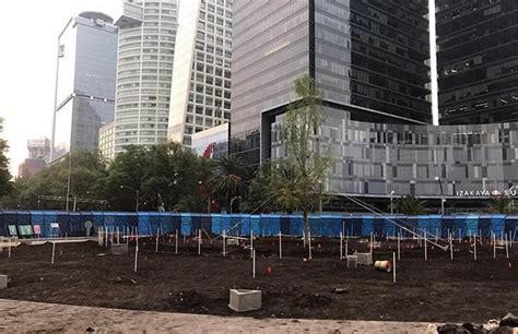 Plantan Otro Ahuehuete En Glorieta Del Paseo De La Reforma