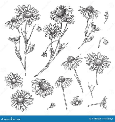 Hand Drawn Chamomile Flower Sketches Collection Stock Vector