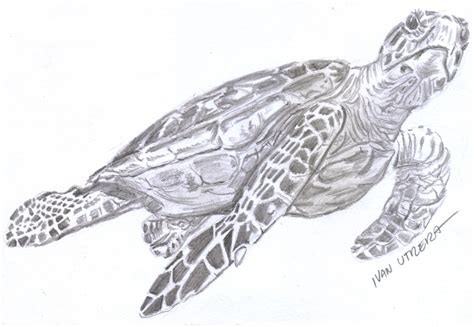 Tortuga A Lápiz Tortugas Dibujos Tortugas Y Ilustraciones