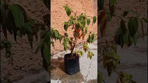 C Mo Revivir Una Planta Con Hojas Ca Das Actualizado Enero