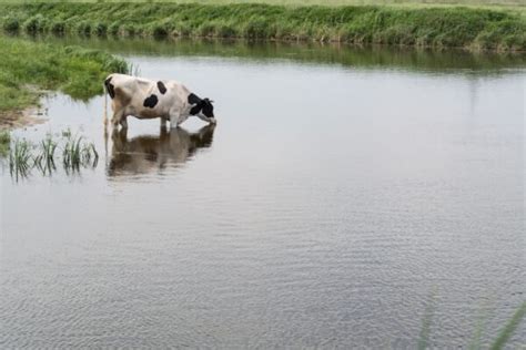 Effectieve Maatregelen Tegen Hittestress Bij Koeien Melkveebedrijf Be