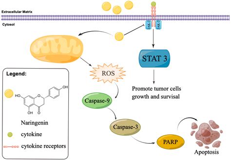 Molecules Free Full Text Naringenin Induces Hepg2 Cell Apoptosis