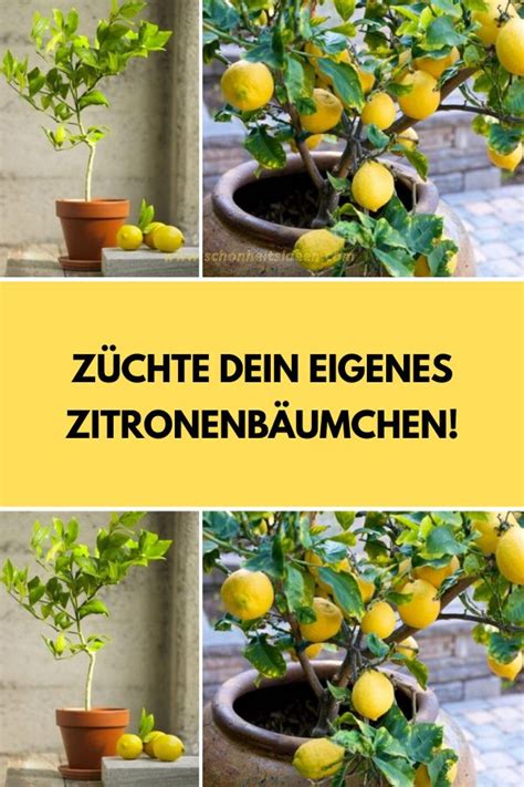 Züchte dein eigenes Zitronenbäumchen Gemüse pflanzen Garten