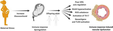 Frontiers Programming Of Vascular Dysfunction By Maternal Stress