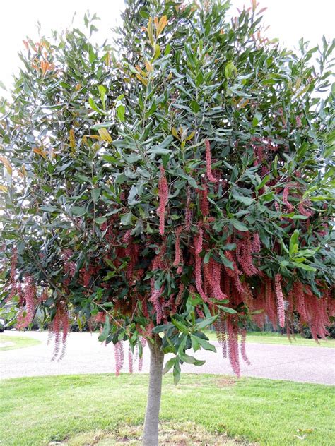 Macadamia Nut Tree Flowers Talitha Matteson