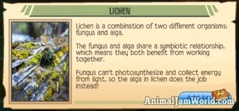 Balloosh Journey Book Guide And Cheats Animal Jam World