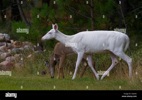 A Rare Herd Of Albino Whitetail Deer Roam The Woods In Boulder Junction