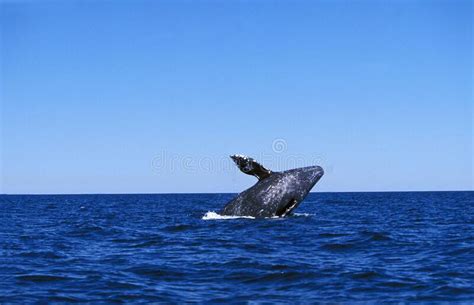 Breaching Gray Whales Eschrichtius Robustus Stock Image Image Of