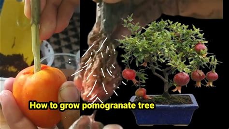 How To Grow Pomegranate Tree From Cutting At Home Youtube