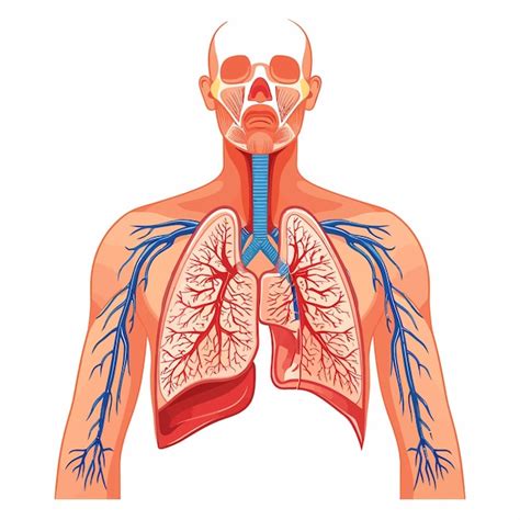 Premium Vector Human Respiratory System Vector Illustration