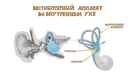 Семинар Виктории Ефимовой "Вестибулярный аппарат и зрение"