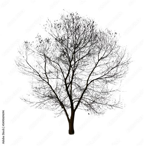 dead tree silhouette isolated on white Stock Illustration | Adobe Stock