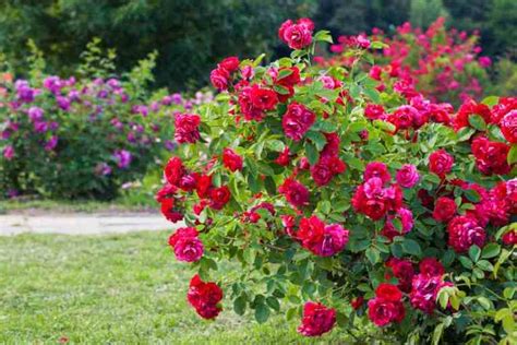 Rose Gardening Tips For Beginners