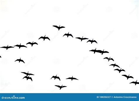 Formation of Birds in Migration Stock Illustration - Illustration of ...