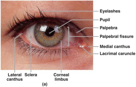 Gross Eye Orbit Orbital Region And Eyeball Flashcards Quizlet