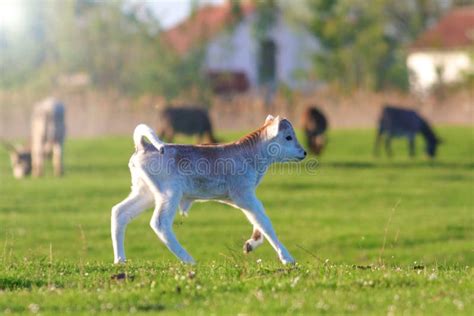 calf jumping stock   royalty  stock