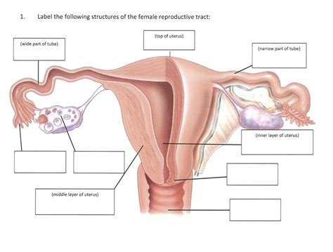 Diagram Of Anterior View Of Female Reproductive System Quizlet