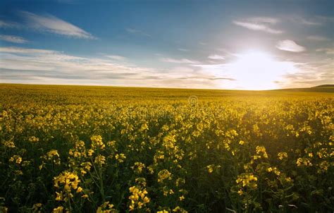 Agricultural Field of Yellow Flowers, Blooming Canola on Sunset Sky ...