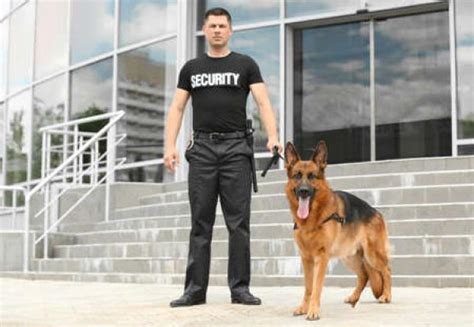 K9 Security Dog Training In Indiana Conifer Canine