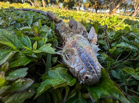 Frozen Iguanas In Florida Photos From Twitter Instagram Facebook