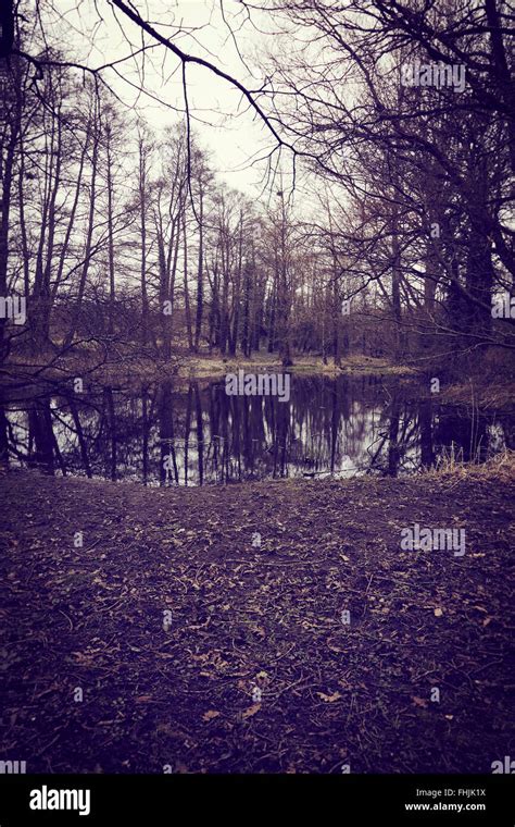 Eerie Woodland Swamp With Pond Stock Photo Alamy